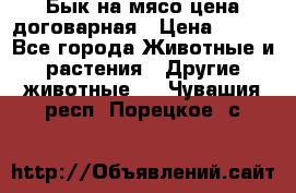 Бык на мясо цена договарная › Цена ­ 300 - Все города Животные и растения » Другие животные   . Чувашия респ.,Порецкое. с.